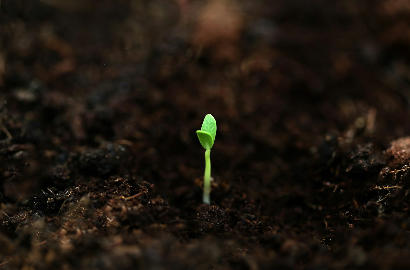 Small green plant sprouting from the ground – growing self-worth