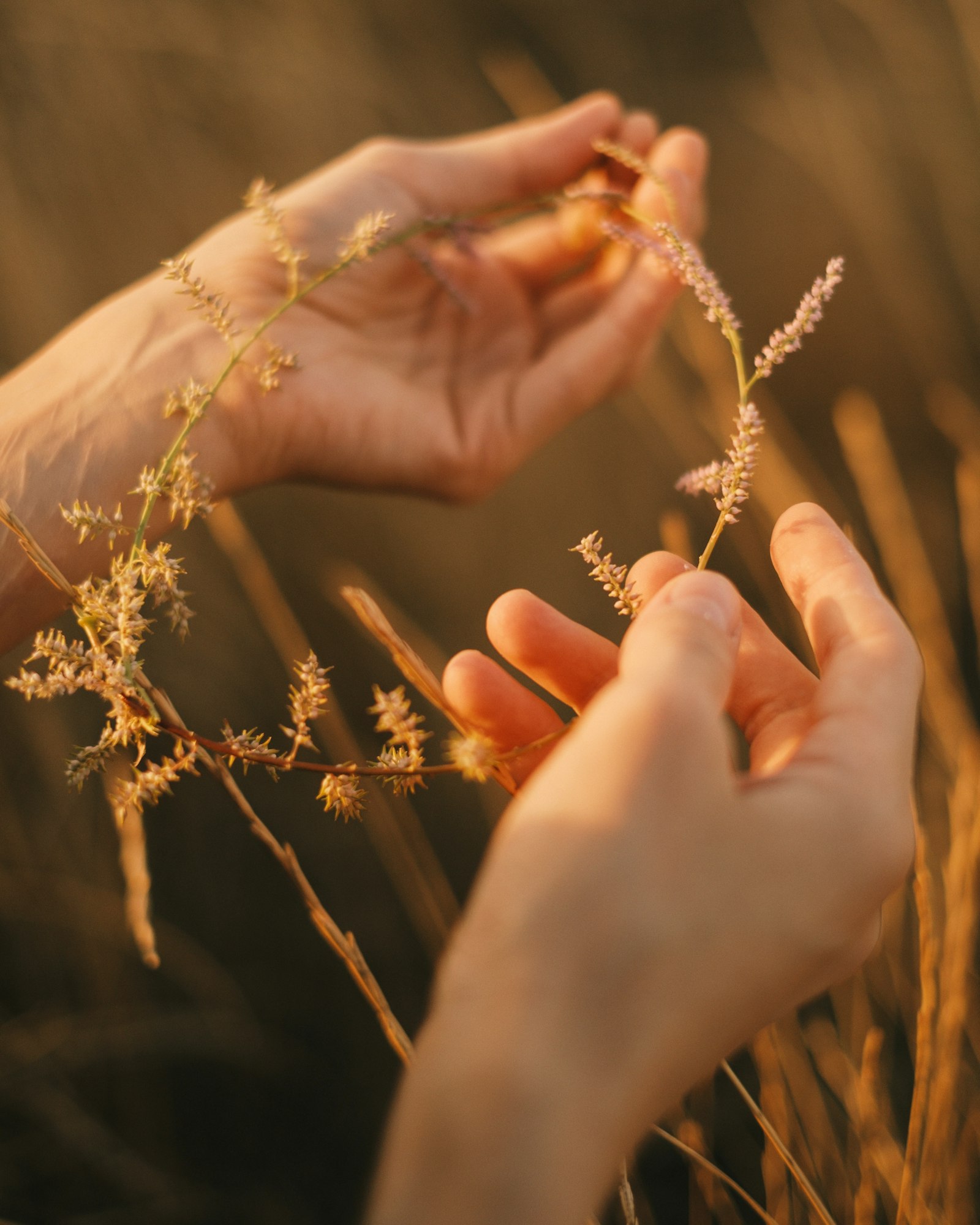 Hands gently holding dried flowers in sunlight – caring for relationships
