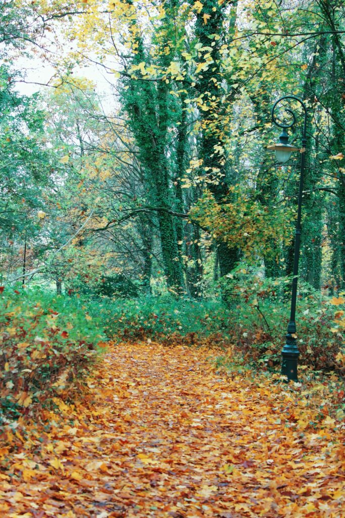 Leaf-covered path through an autumn forest – walking through grief and loss
