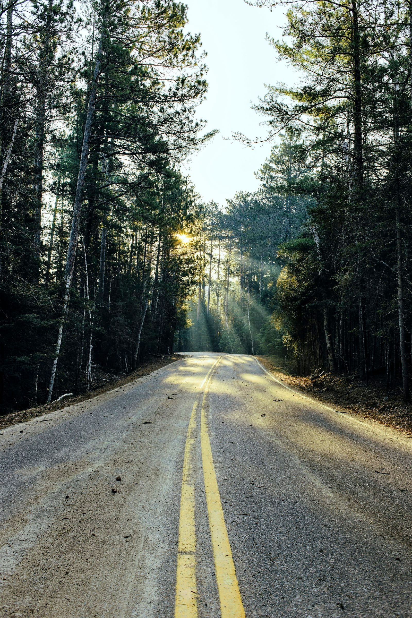 Tree-lined country road stretching ahead – the road to addiction recovery