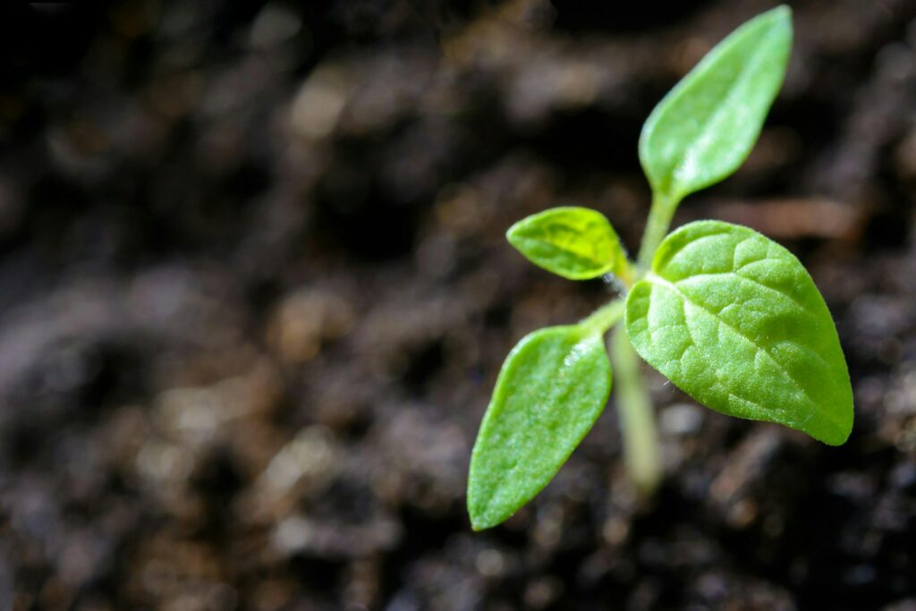 Young seedling growing from dark soil – new life beyond shame