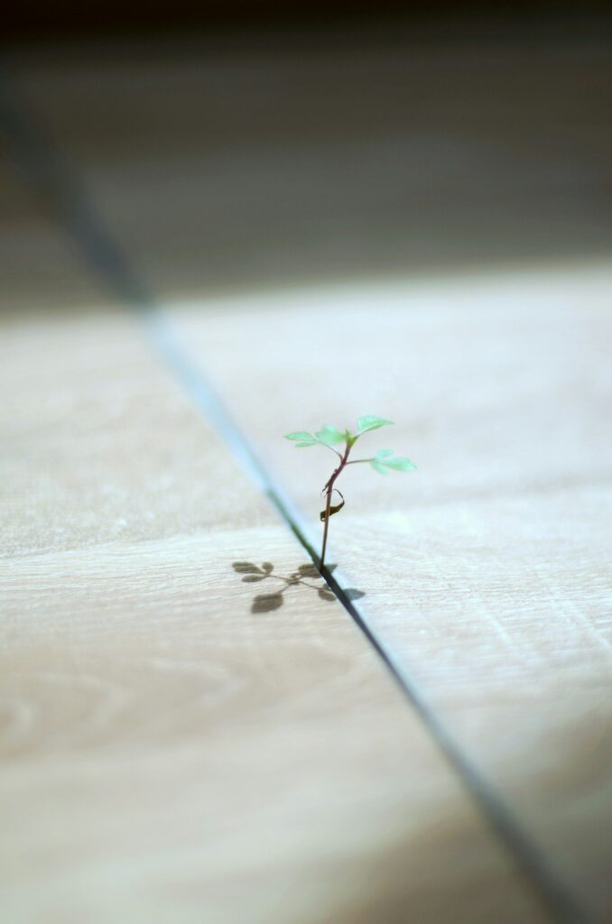 Tiny sprout pushing through a gap in wood – rising above guilt