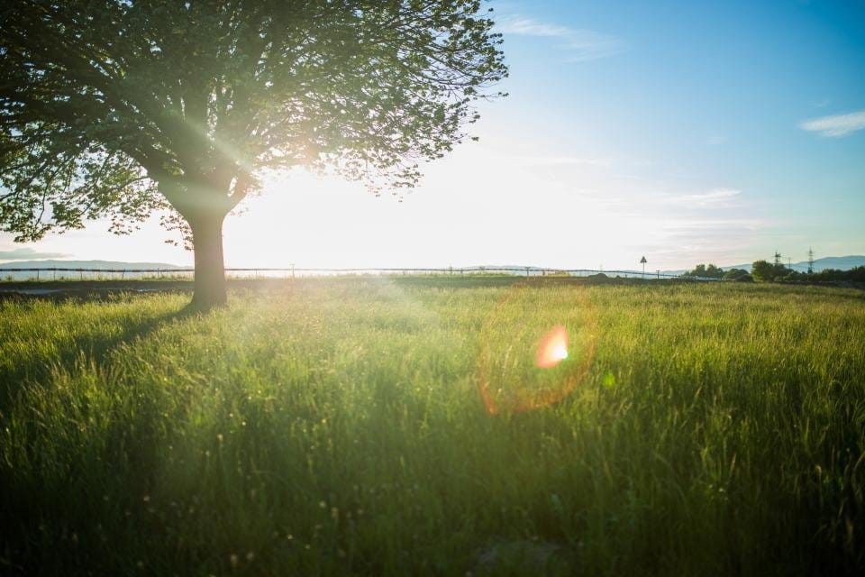 Sunlight through a tree in a green field
