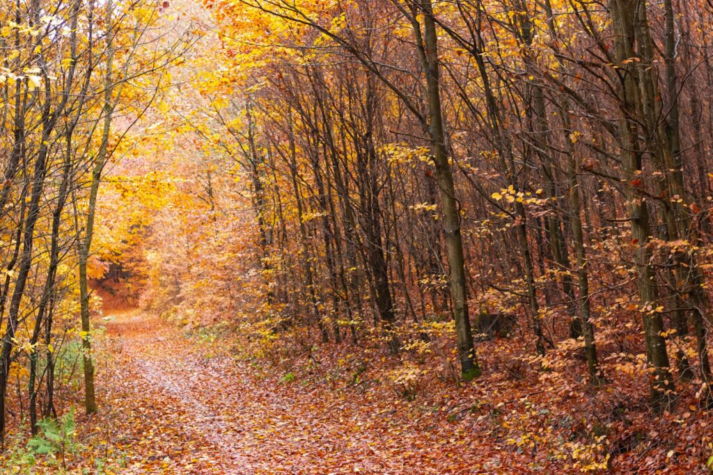 Sunlit tunnel of trees – light at the end of depression