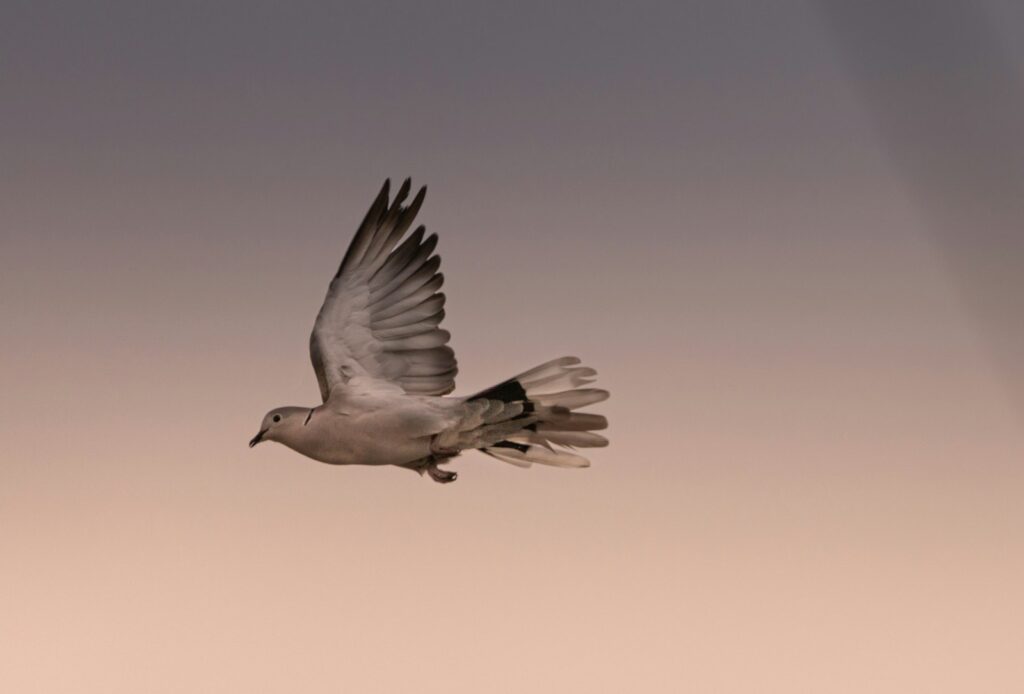 White bird in flight – letting go of resentment