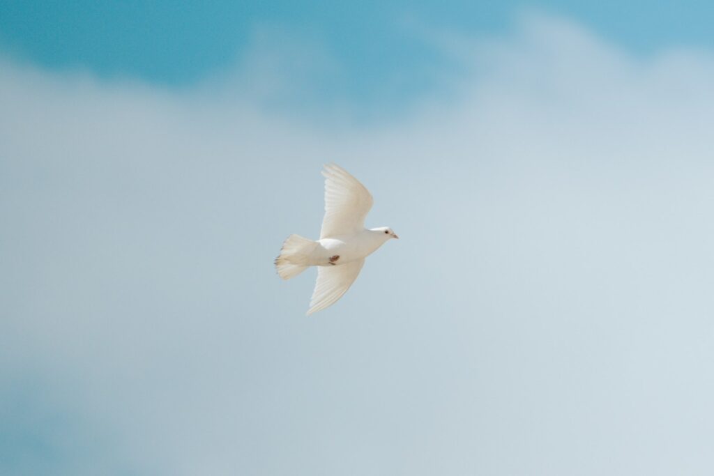 White dove flying through a clear blue sky – peace through forgiveness