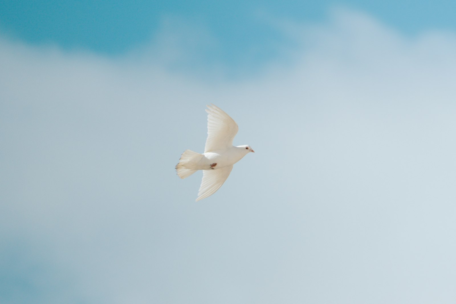 White dove flying through a clear blue sky – peace through forgiveness